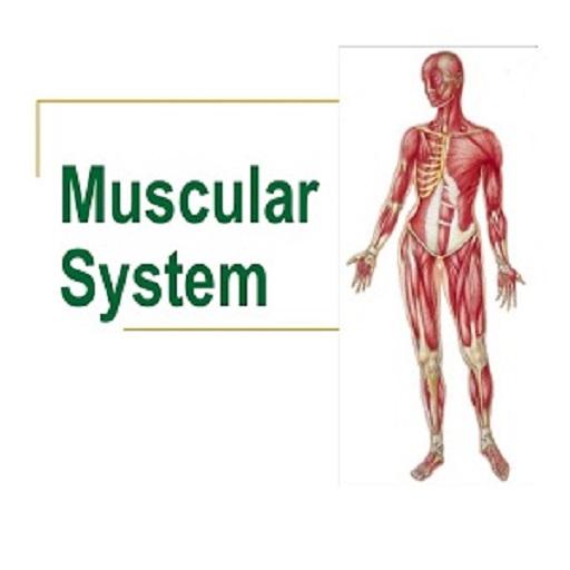 MUSCULAR SYSTEM icon