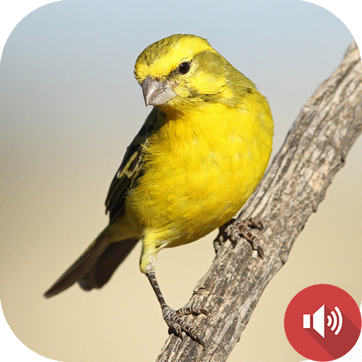 Canary Bird Sounds icon