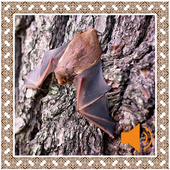 Bat Sounds icon
