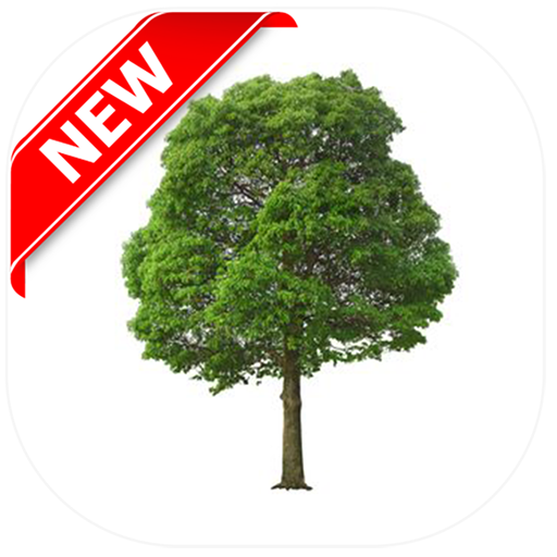 Tree PNG - HD Tree PNG icon