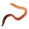 Worm simulator icon