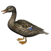 Ducks Sounds icon