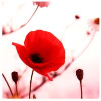 62 Law of Attraction Love Affirmations on 9Apps