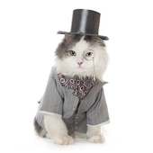 Cats Wearing Clothes