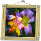 Imagenes de Flores أيقونة