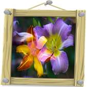 Imagenes de Flores on 9Apps