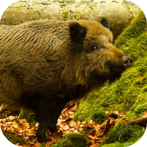 Wild Boar Sounds icon
