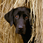 Dogs Mix Jigsaw Puzzles icon