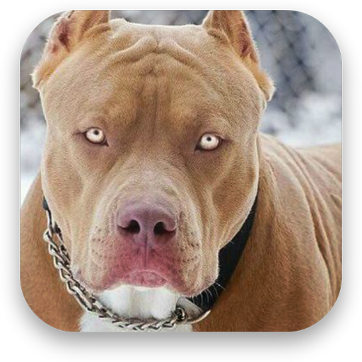 Pitbull Keyboard icon