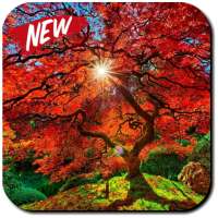 Fall Wallpaper & Screensaver on 9Apps