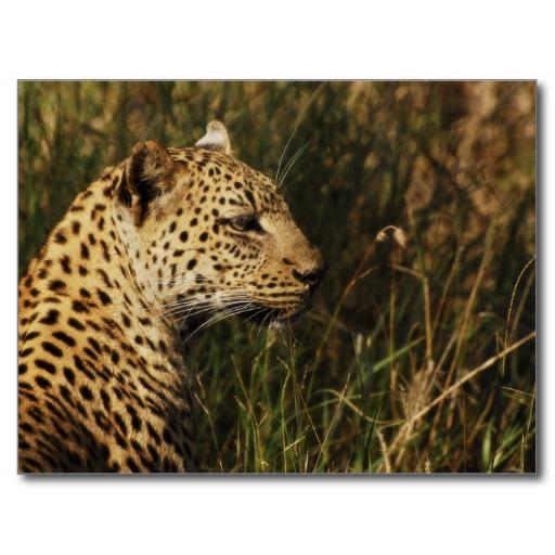 Leopard HD Wallpaper icon