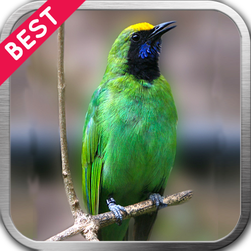 ikon Cucak Ijo Berkicau