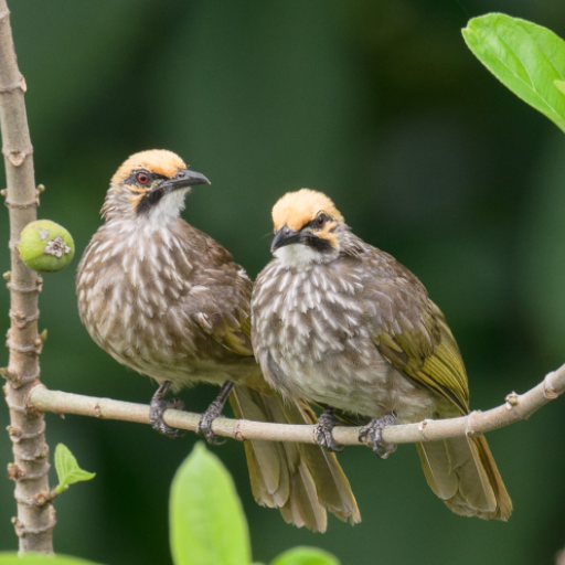 Straw-headed Bulbul Bird Calls icon