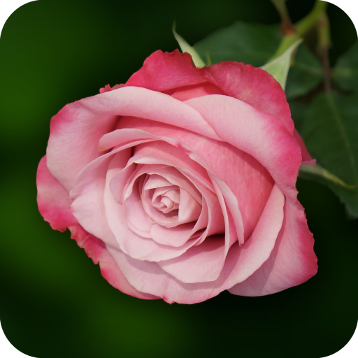 Pink Rose Wallpaper أيقونة