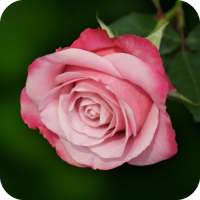 Pink Rose Wallpaper on 9Apps