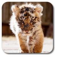 Little Tiger Live Wallpaper on 9Apps