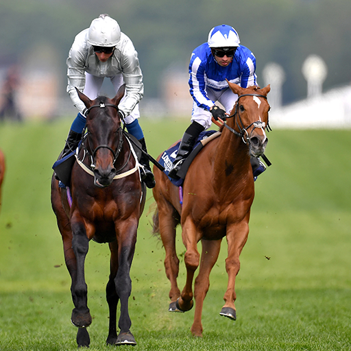 Real Horse Racing Championship : Derby Quest 2019 icon