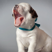 Dog Cute Photo Jigsaw Puzzle Game Free icon