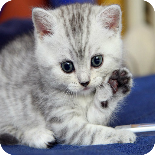 General Cat Care icon