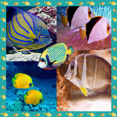 Creatore di collage di foto di icon