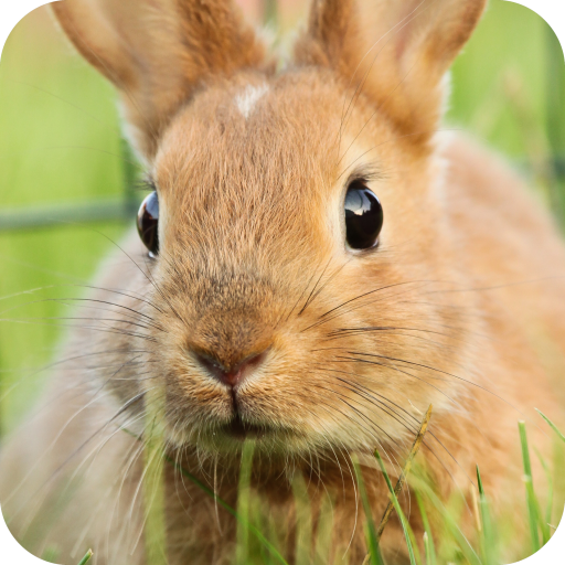 Rabbit Wallpaper icon