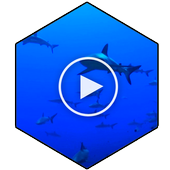 Sharks HD Video Wallpaper icon