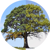 Animated Weather LWP Trial icon