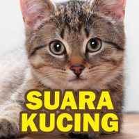 Suara Kucing : Cat Sounds