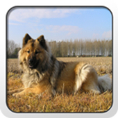 Eurasier Theme- Nova/ADW/GO icon