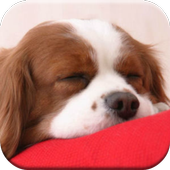 Puppy Dog Games Free icon