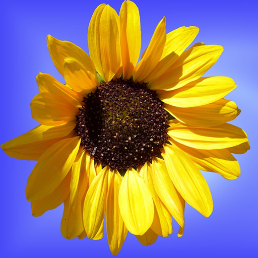 Indian Gallery and Free striker icon