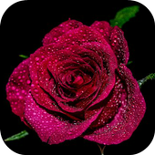 Roses Wallpaper icon