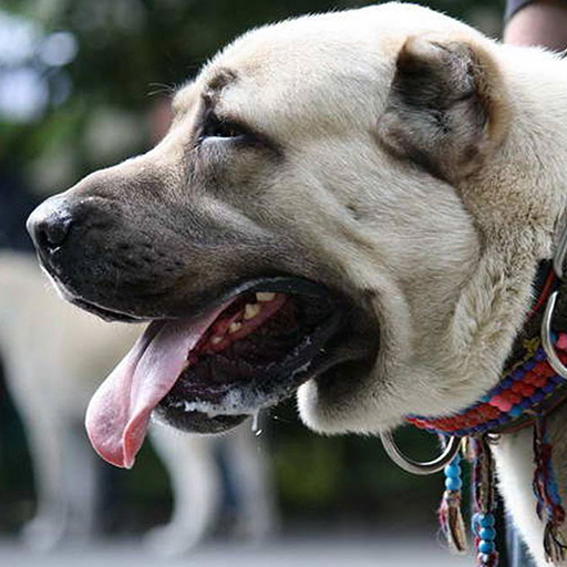 Kangal Arka Plan ve Kilit Ekranı icon