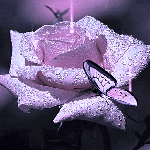 Purple Rose Butterfly LWP icon