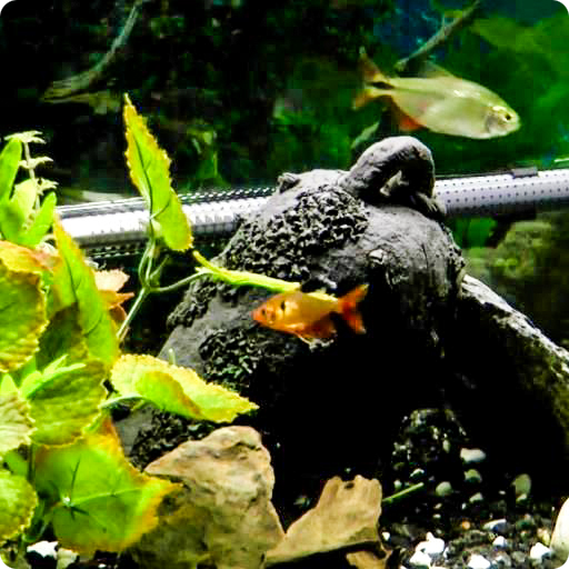 Fish Live Wallpaper HD 2 icon