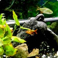 Fish Live Wallpaper HD 2 on 9Apps