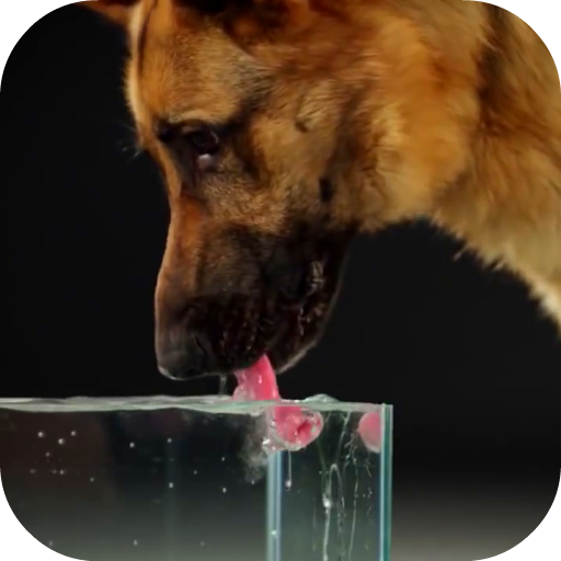 Dog Drinking Water Video Wallpaper icon