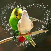 Birds Wallpapers HD Cards icon