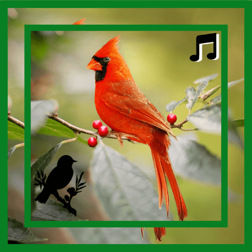 Bird sounds ringtones, best Bird sounds free icon