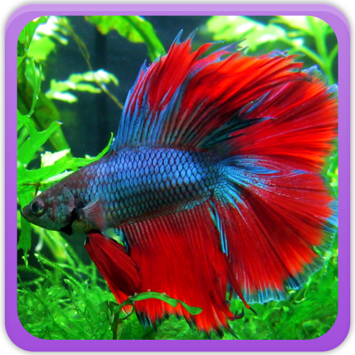 Betta Fish Wallpaper icon