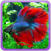 Betta Fish Wallpaper on 9Apps