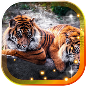 Tigers and Lions icon