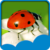 Ladybug Live Wallpapers icon