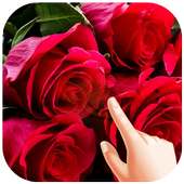 Rose Water Ripple Live Wallpaper