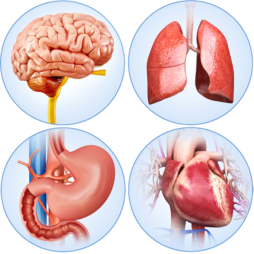 Organs Anatomy Pro. icon