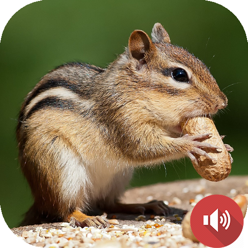 Chipmunk Sounds icon