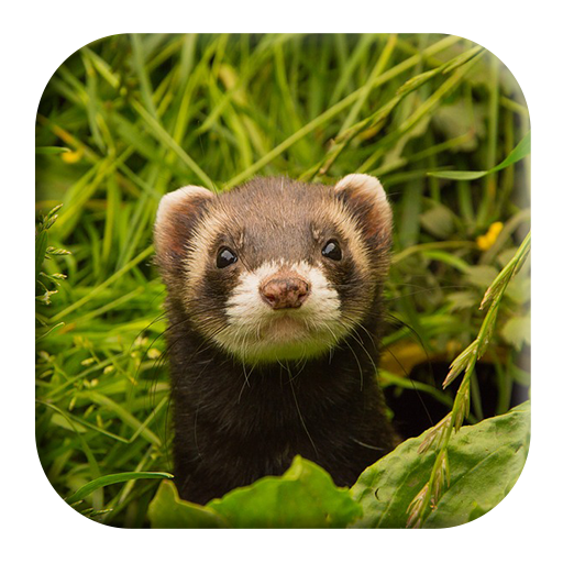 Ferret Sounds icon