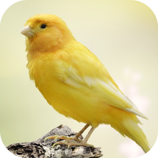 Canary Bird Sounds icon