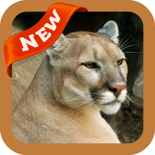 Cougar Wallpaper icon