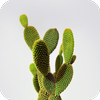 Cactus Wallpaper icon